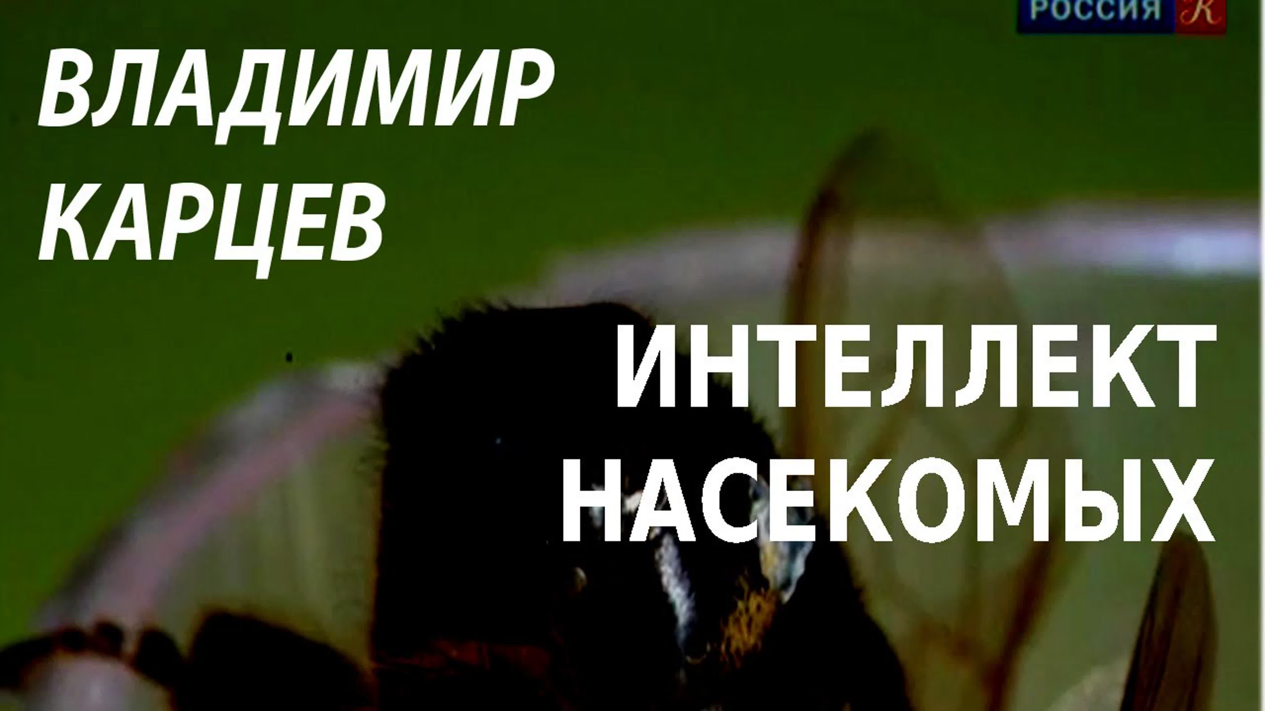 Грибовидные тела насекомых. Миллиметровый мир. Интеллект насекомых. Robobee робот. Робот "муха".