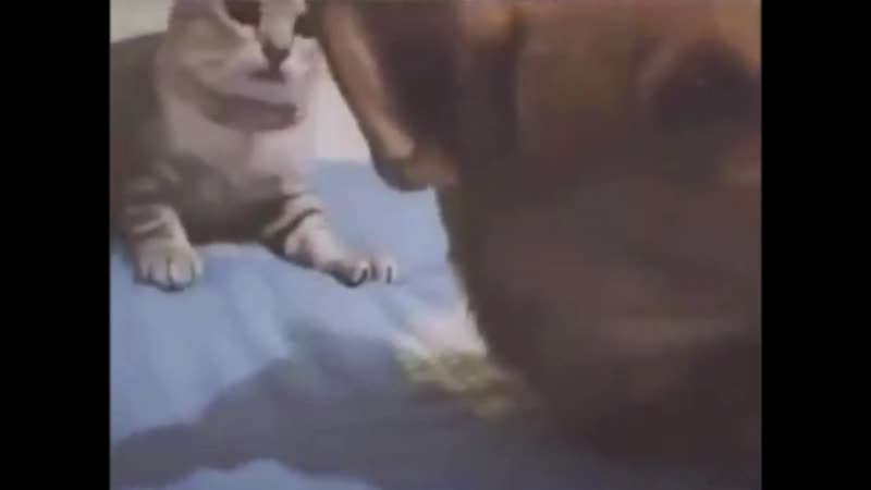 Перестань шуметь!