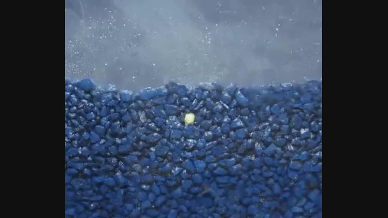 Прорастание семени гороха