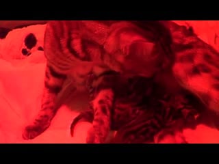 Pregnant bengal cat giving birth to 4 kittens emotional