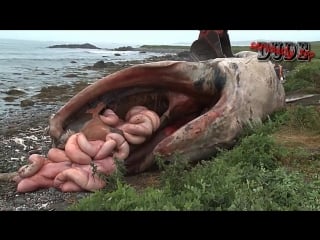 The nasty exploding whale compilation bursting guts intestines explode dead carcass gas blow up