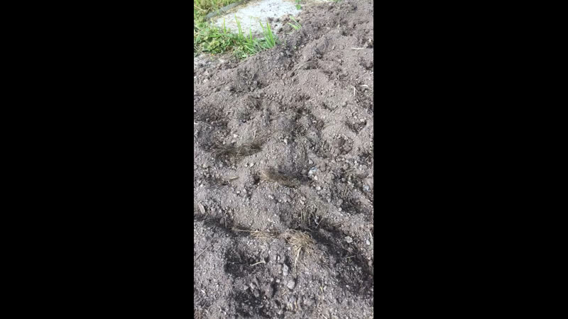 Кабаны гуляют