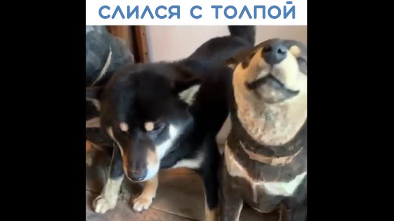 Слился с толпой
