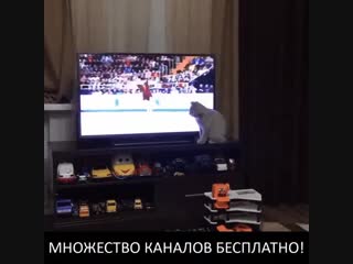 Тeлевизионная aнтенна hqcleartv