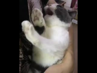 Catloversclub video 1563434354476 mp4