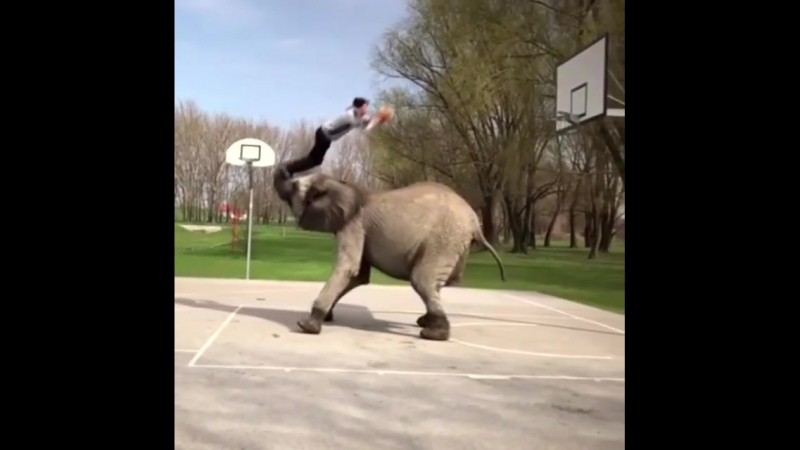 Слэм данк с помощью слона