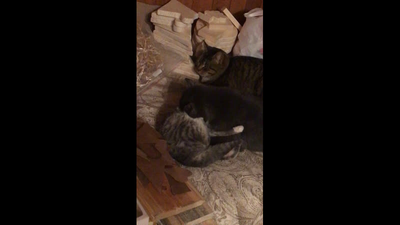 Тося и гретта 2