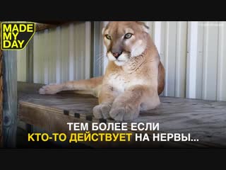 Пума сама приходит за лаской к хозяину!
