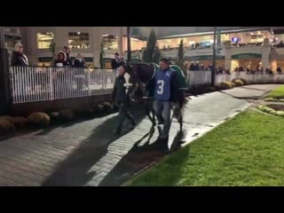 Tiz the law in the paddock for the ky jockey club
