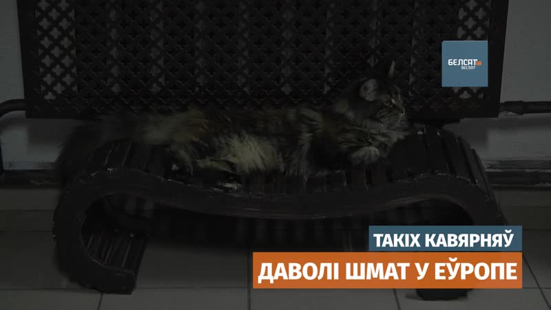 У магілёве з'явілася першая котакавярня