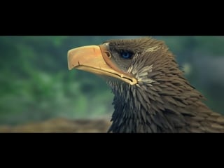 Berkut closeup 8 alex 2