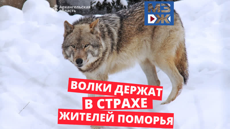 Мзж с волками жить