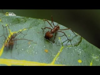 National geographic дикое меню 7 серия из 26 "салаты в ассортименте" / wild menu (2014)