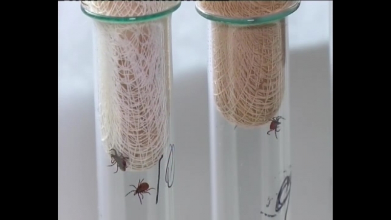 Энцефалитные клещи укусили двоих первоуральцев