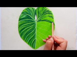 Timelapse drawing a tropical leaf with faber castell soft pastels emmy kalia