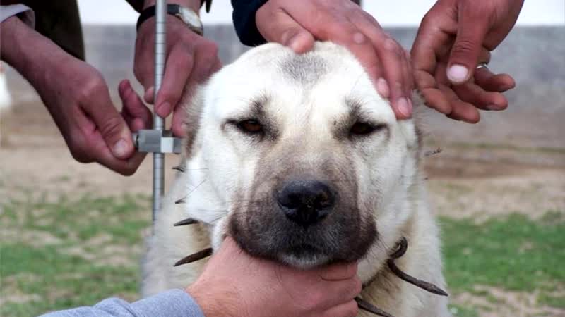 Собачий бой какая молодые круче кангал или бурбуль ????