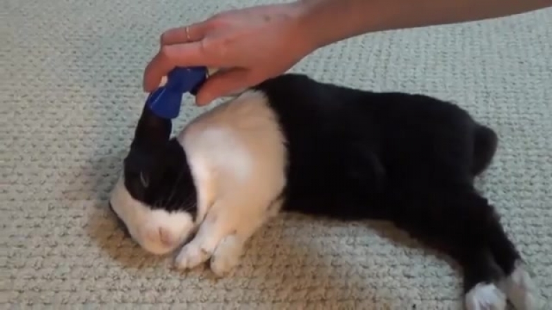 Разбудил спящего кролика гудком