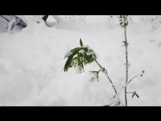 Апрель 2017 снегопад, харковь