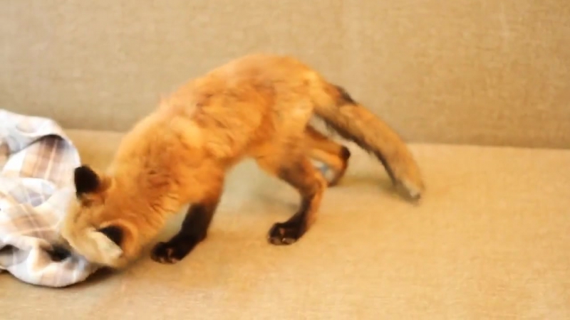 Диванная лисичка нари