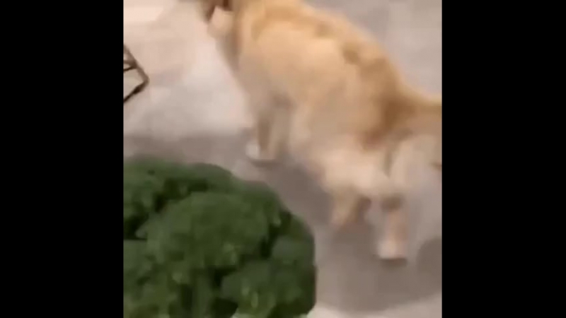 Здоровое питание это не твоё