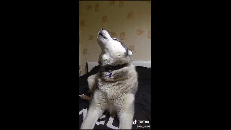 Хаски теплоход