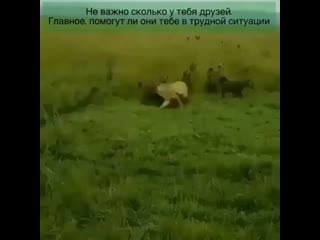Media kyrgyzstan видео on instagram kyrgyz (mp4) mp4
