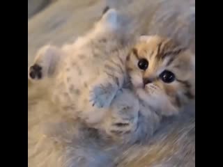 This soft kitten mlem mlem