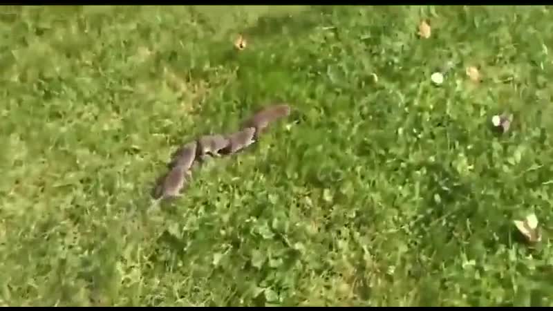 Кусают друг друга за попки