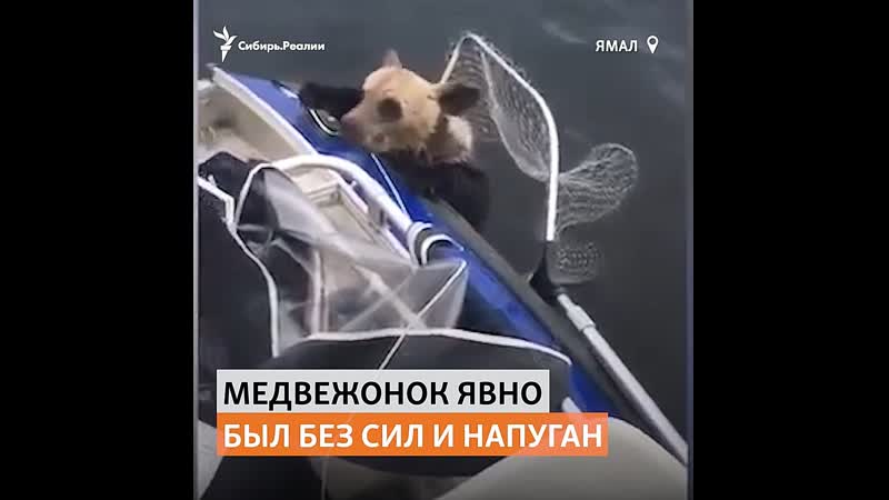 На ямале рыбаки помогли напуганному медвежонку |