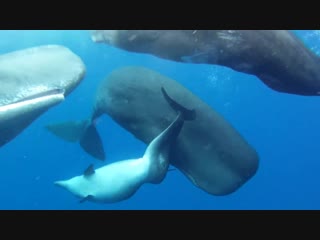 Sperm whales adopt deformed dolphin