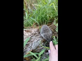 Роковая встреча с ежом