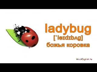 Насекомые на английском языке english vocabulary insects