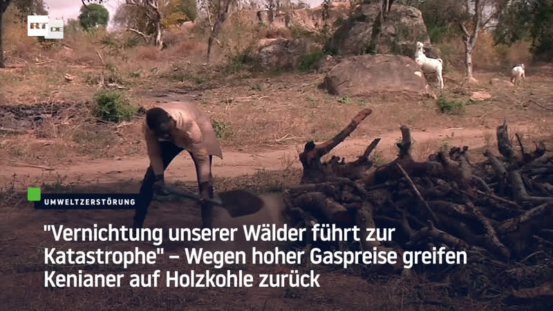 "vernichtung unserer wälder führt zur katastrophe" – wegen hoher gaspreise greifen kenianer auf holzkohle zurück