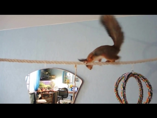 Squirrels noble and posh tease the cat