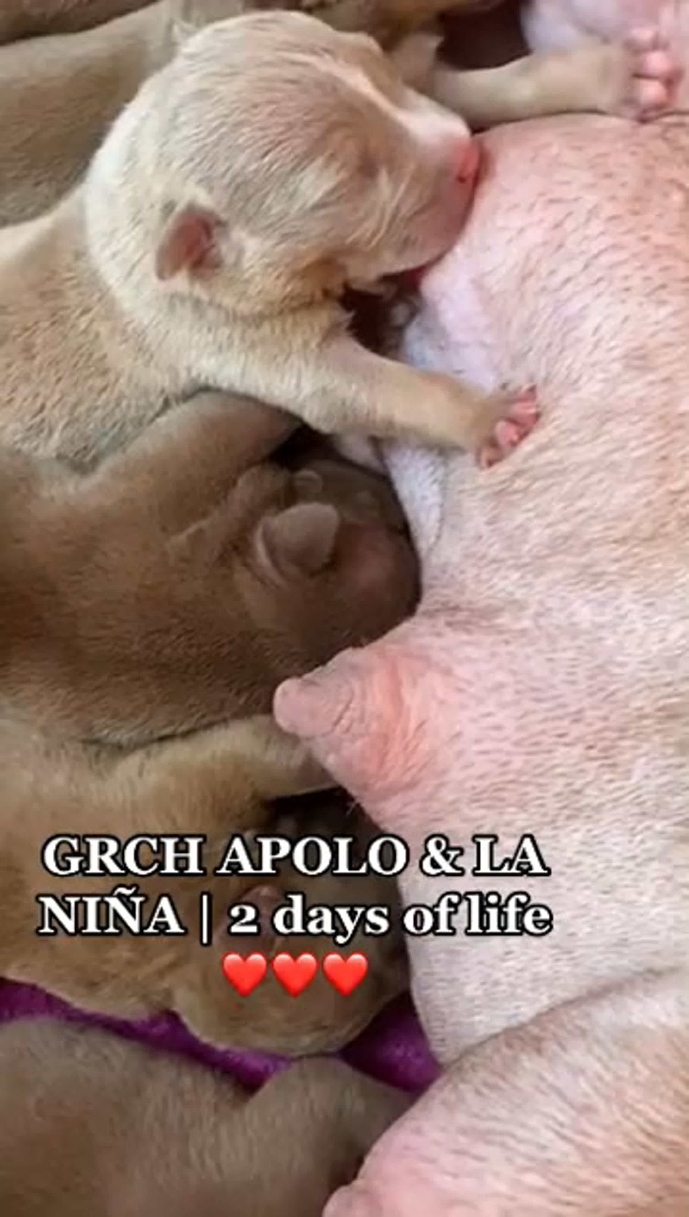 grch apolo & la niña | - ExPornToons