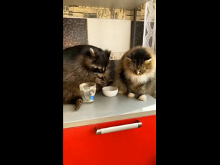 Две обжоры на кухне