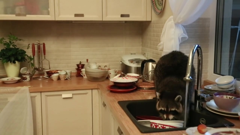 В алматы енот забрался в чужой дом и помыл посуду