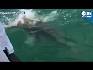 Огромная рыба напала на акулу