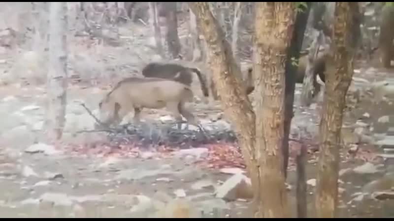 Два кабана быстро и с особой жестокостью расправились с бабуином