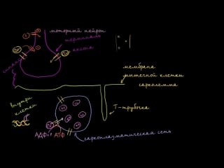 Роль саркоплазматической сети в мышечных клетках
