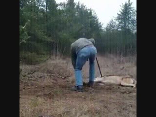 Man helps wolf stuck in a trap