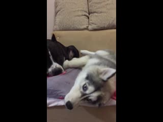 Ghw gnezdich champion ( бес ) ( ghw malichka meri boldbuster orsson skiglous )