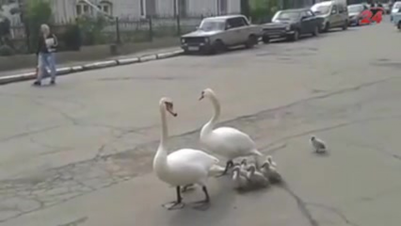 Зворушливе відео лебеді ведуть малюків під супровід міліції