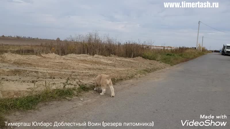 Тимерташ юлбарс доблестный воин (резерв питомника) еще больше фото и видео на сайте питомника