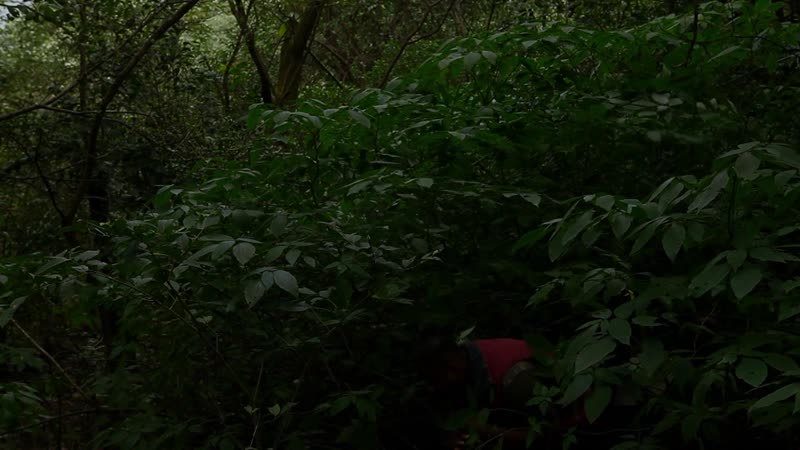 The last mango before the monsoon (india, 2015) dir payal kapadia