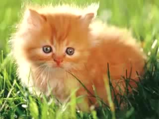 Cameron "big chocolate" argon for president