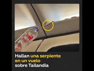 Una serpiente ‘polizón’ desata el pánico a bordo de un avión