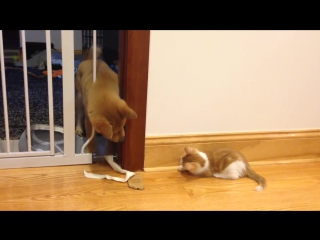 Cutest puppy and kitten fight (shiba inu)