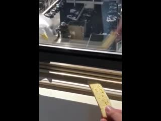 Selfish deepthroating seagull