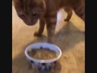 Ужин после тяжёлого дня (vhs video)